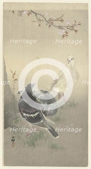 Three tame pigeons. Creator: Ohara, Koson (1877-1945).