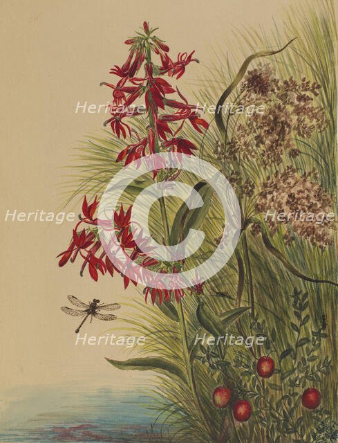 Cardinal Flower (Lobelia cardinalis), 1880. Creator: Mary Vaux Walcott.