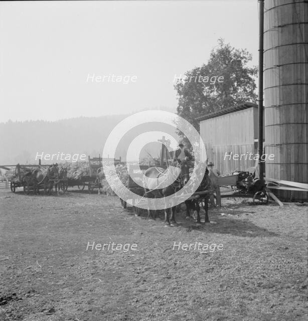 Farmers feeding corn into cooperatively owned..., near W Street at Carlton, Oregon, 1939. Creator: Dorothea Lange.
