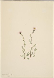 Pink Fleabane (Erigeron jucundus), 1904. Creator: Mary Vaux Walcott.