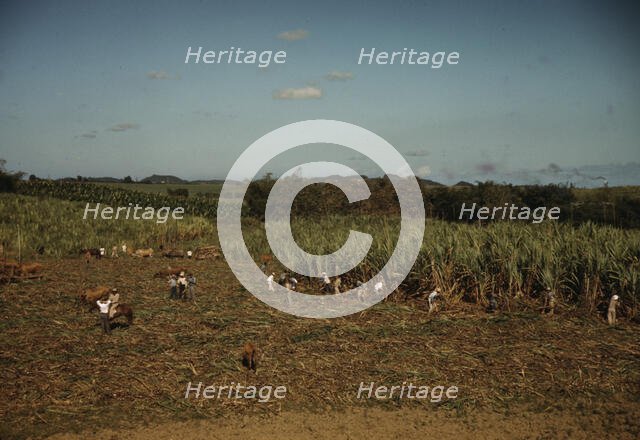 FSA borrowers harvesting sugar cane cooperatively on a farm, vicinity Rio Piedras, Puerto Rico, 1941 Creator: Jack Delano.