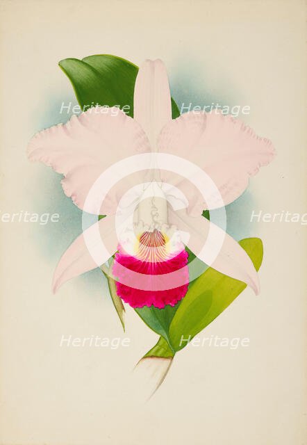 Orchid: Cattleya Mondelux, 1907. Creator: Frederick William Bolas.