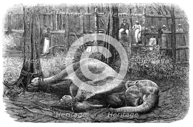 Mode of capturing wild elephants in Ceylon: an elephant noosed, 1864.  Creator: Unknown.
