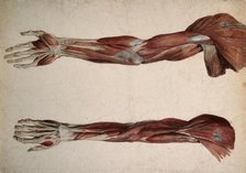 Muscles and tendons of the upper arm: two écorchés, 1800-1899. Creator: Unknown.