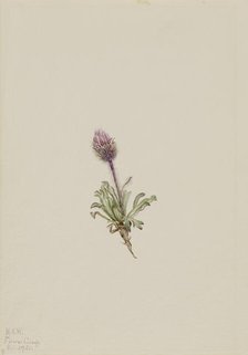 Woolly Fleabane (Erigeron lanatus), 1921. Creator: Mary Vaux Walcott.