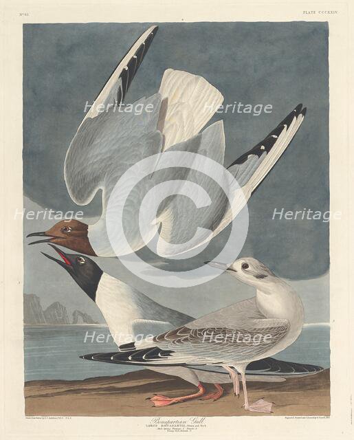 Bonapartian Gull, 1836. Creator: Robert Havell.