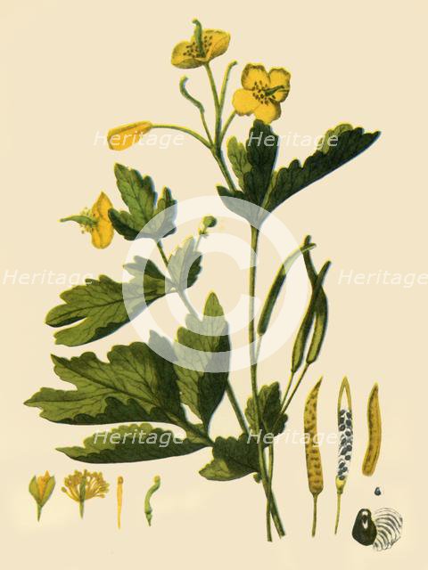 'Greater Celandine', 1839, (1944). Creator: Unknown.
