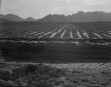 Irrigated fields of Acala cotton seventy miles from Phoenix, Arizona, 1937. Creator: Dorothea Lange.