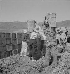 Picker carrying peas to the weighmaster, near Santa Clara, California, 1937. Creator: Dorothea Lange.