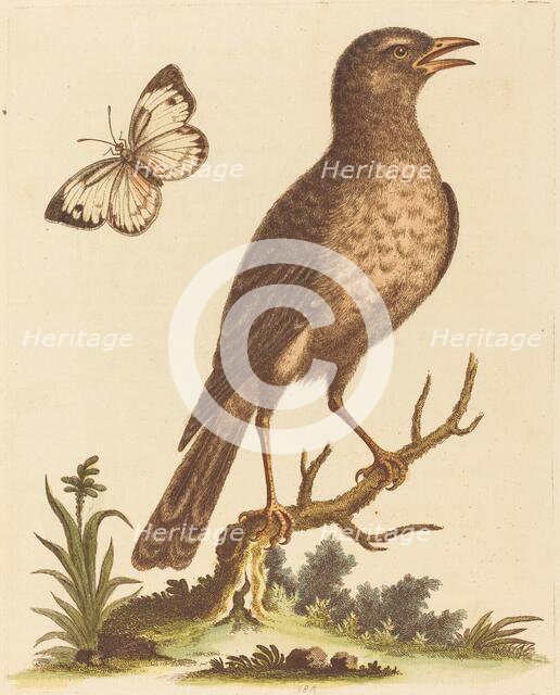 Brown Bird with a Butterfly. Creator: George Edwards.