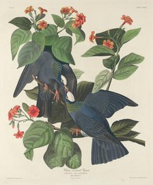 White-crowned Pigeon, 1833. Creator: Robert Havell.