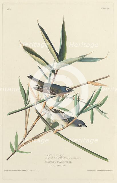 Solitary Flycatcher, 1828. Creator: Robert Havell.