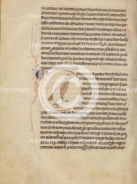 A Partridge; Northumberland Bestiary, about 1250-1260. Creator: Unknown.