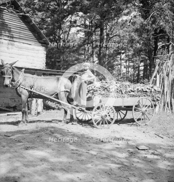 Possibly: Young son of tenant farmer gathering sticks..., Granville County, North Carolina, 1939. Creator: Dorothea Lange.