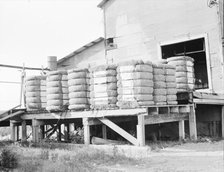 Bales of cotton on gin platform, Robstown, Texas, 1936. Creator: Dorothea Lange.