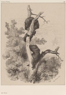 Les ours. Creator: Karl Bodmer.