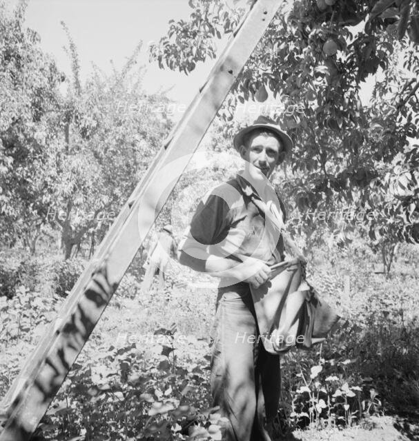 Possibly: Picking pears, Pleasant Hill Orchard, Yakima Valley, Washington, 1939. Creator: Dorothea Lange.