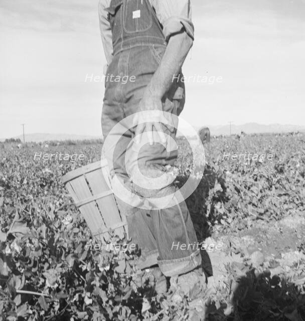Migratory field worker pulling carrots, Imperial Valley, California, 1939. Creator: Dorothea Lange.