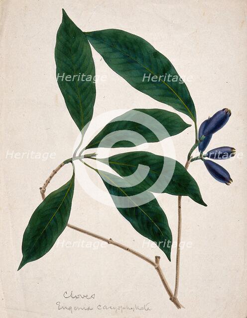 Clove plant (Syzygium aromaticum): stem with flower buds, c1833. Creator: Unknown.