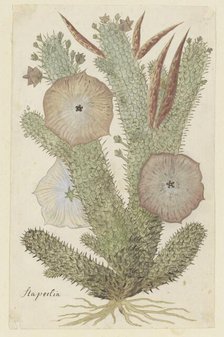 Hoodia gordonii (Bushman’s hat), 1777-1786. Creator: Robert Jacob Gordon.