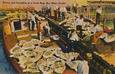 'Arrival and Unloading of a Turtle Boat, Key West, Florida', c1940s. Artist: Unknown.