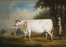 'The Nannau Ox', 1824. Artist: Daniel Clowes