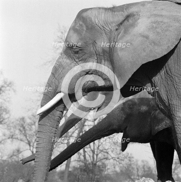 Elephants, London Zoo, Regent's Park, Westminster, London, c1964. Artist: John Gay.