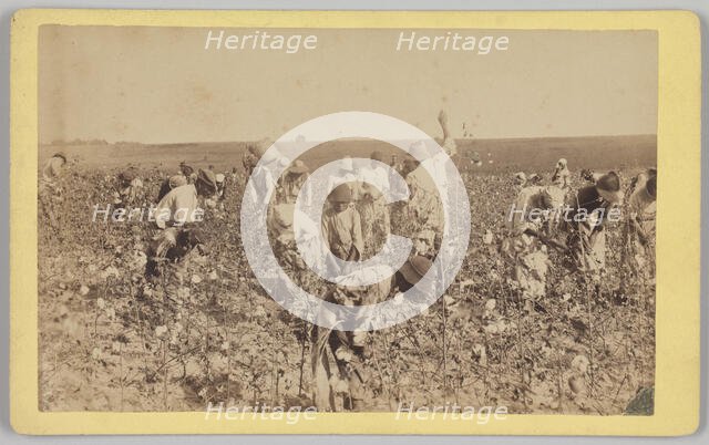 No. 19, Cotton Picking, ca. 1895. Creator: A. W. Möller.