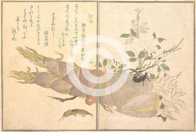 Mole Cricket (Kera); Earwig, (Hasami-mushi)..., 1788. Creator: Kitagawa Utamaro.