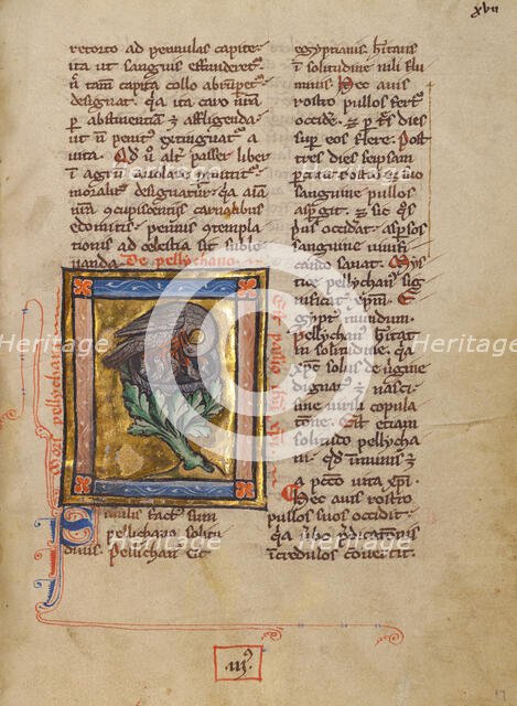 A Pelican Feeding her Young; Bestiary, about 1270. Creator: Unknown.