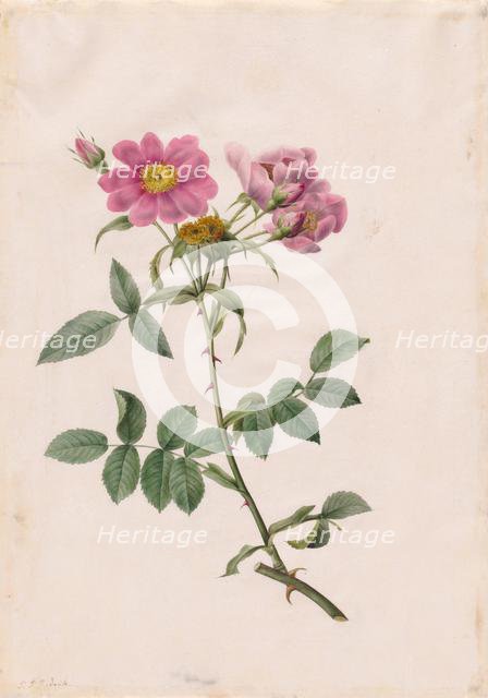 Rosa Collina Monsoniana, 1817-1824. Creator: Henry Joseph Redouté (French, 1766-1853).