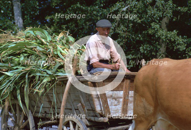 Farmer and his cart in Hungary. Artist: CM Dixon Artist: Unknown