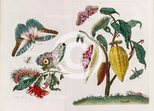 From the Book Metamorphosis insectorum Surinamensium, 1705. Creator: Merian, Maria Sibylla (1647-1717).