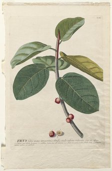 Plantae Selectae: No. 50 - Ficus. Creator: Georg Dionysius Ehret (German, 1708-1770); Christopher Jacob Trew (German).