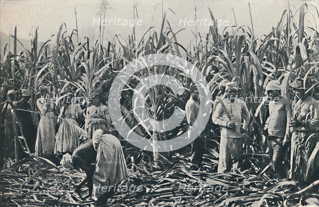 'A Sugar Cane Plantation', 1916. Artist: Valentine & Sons.