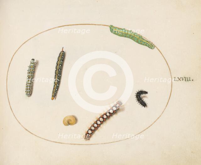 Animalia Qvadrvpedia et Reptilia (Terra): Plate LXVIII, c. 1575/1580. Creator: Joris Hoefnagel.