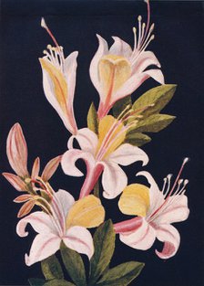 'California Azalea',  c1915, (1915). Artist: Emma Graham Clock.