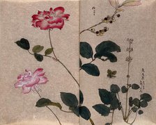 Two flowering roses (Rosa species) and two other unidentified plants. Creator: Unknown.