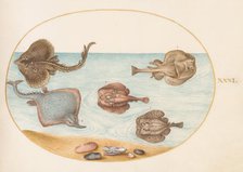 Animalia Aqvatilia et Cochiliata (Aqva): Plate XXXI, c. 1575/1580. Creator: Joris Hoefnagel.