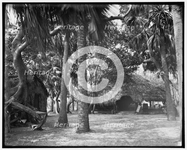 Alligator Joe's bungalow in the jungle, Palm Beach, Fla., c1904. Creator: Unknown.