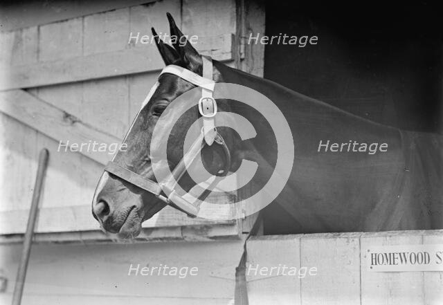 Horse Shows - Horse in Washington Horse Show, 1913. Creator: Harris & Ewing.
