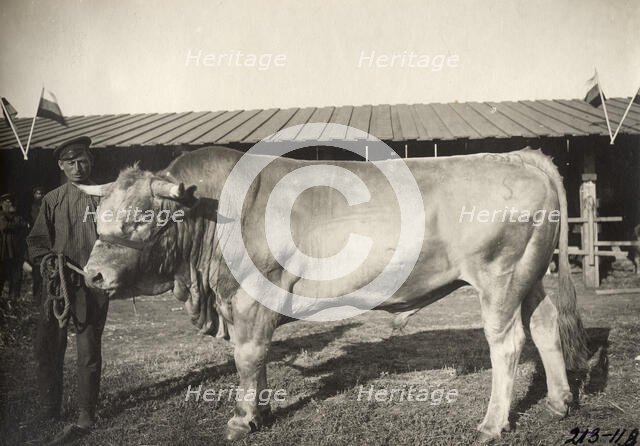 Cattle breeding Podkovyrov, 1911. Creator: A. A. Antonov.