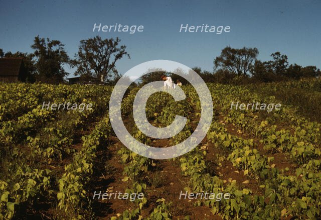 Field of cotton, between 1941 and 1942. Creator: Unknown.