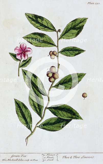 Green tea, 1782. Artist: Elizabeth Blackwell