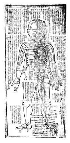 Acupuncture chart for the front of the body, Japanese, 19th century. Artist: Unknown