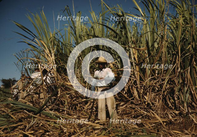 Sugar cane worker in the rich field, vicinity of Guanica, Puerto Rico, 1942. Creator: Jack Delano.
