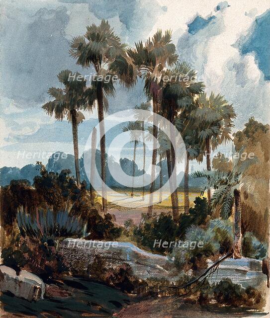 Palmyra palm trees (Borassus flabellifer) near Madras, India, 1854 to 1858. Creator: Hermann von Schlagintweit.