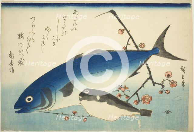 Yellowtail, blowfish, and plum branch, c. 1840/42. Creator: Ando Hiroshige.