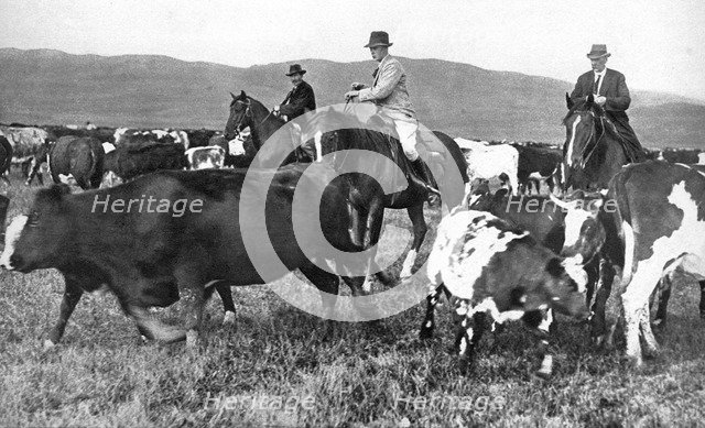 The Prince of Wales rounding up cattle in Alberta, Canada, c1930s. Artist: Unknown