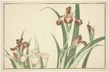 Iris, from The Picture Book of Realistic Paintings of Hokusai (Hokusai shashin gafu), Japan, c.1814. Creator: Hokusai.